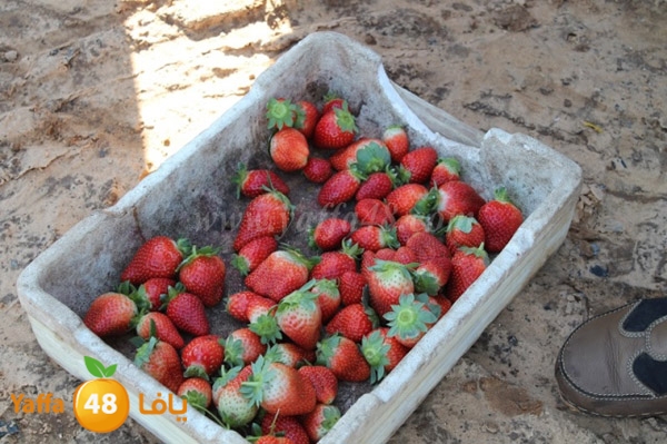 re7la tolkarem (57).JPG